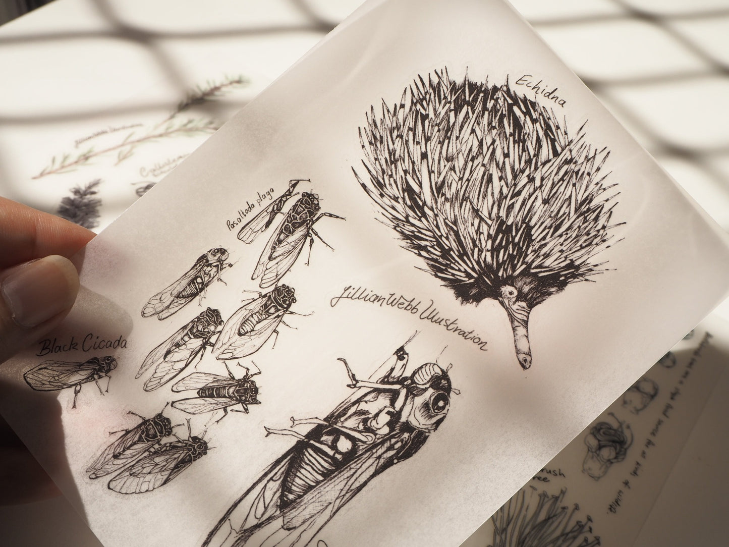 Scientific Drawings and paintings by Lillian Webb Designs - Rub-on/ Transfer Sticker 029, 030 031 (LFSO)